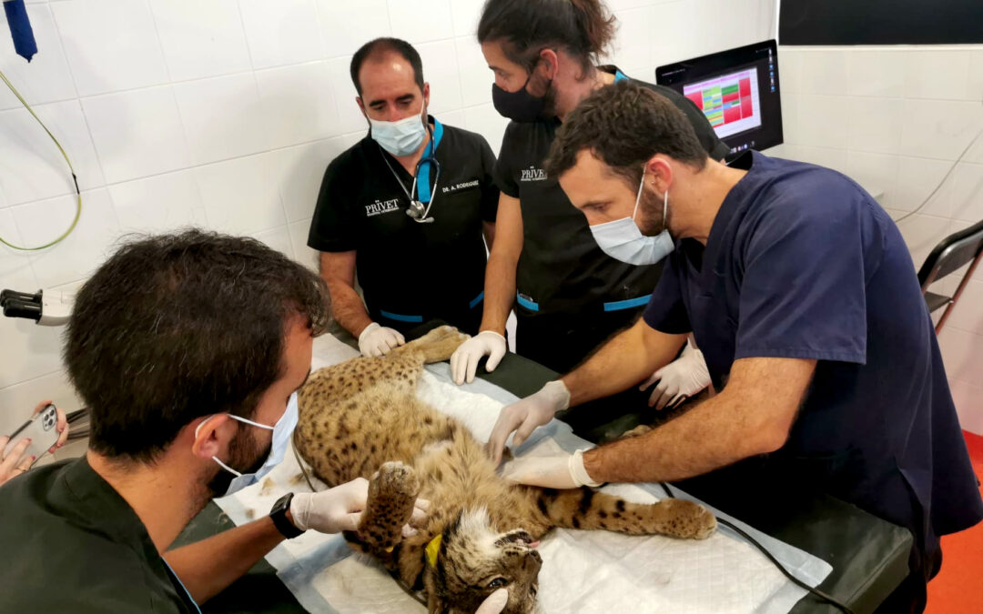 La Junta andaluza activa la colaboración con un hospital veterinario para salvar a un lince con una lesión pulmonar