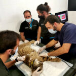 La Junta andaluza activa la colaboración con un hospital veterinario para salvar a un lince con una lesión pulmonar