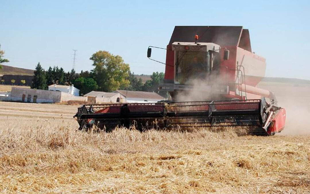 Los precios de los cereales siguen disparados: 25 euros sube el trigo duro; 6€, el blando y la avena y 5€ la cebada