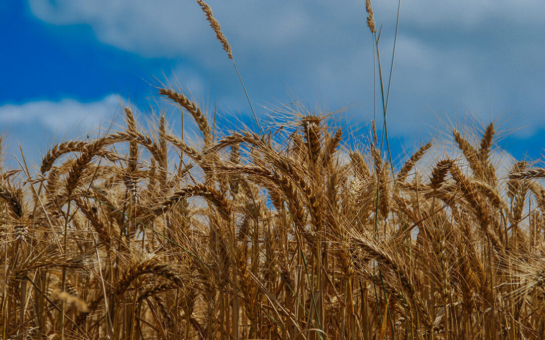 Los precios de los principales cereales han seguido al alza con un trigo duro que sube otros 14 euros en una semana