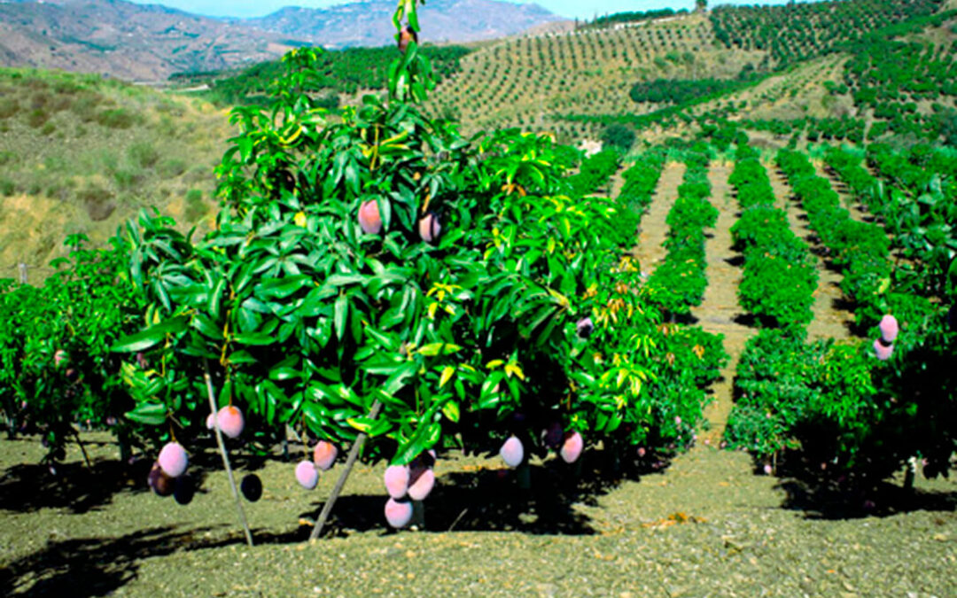 Los productores prevén una buena campaña de mango español este año, pero no será récord