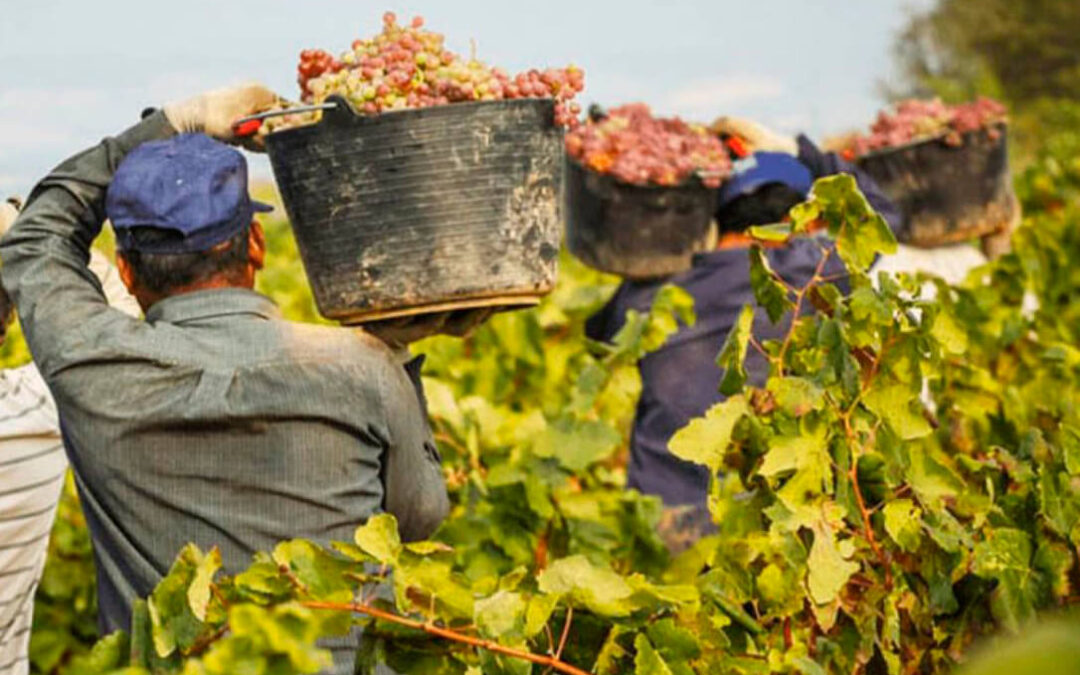 Preocupante previsión: Los productores de uva extremeños perderán 84 millones por la escasa producción y precios ruinosos