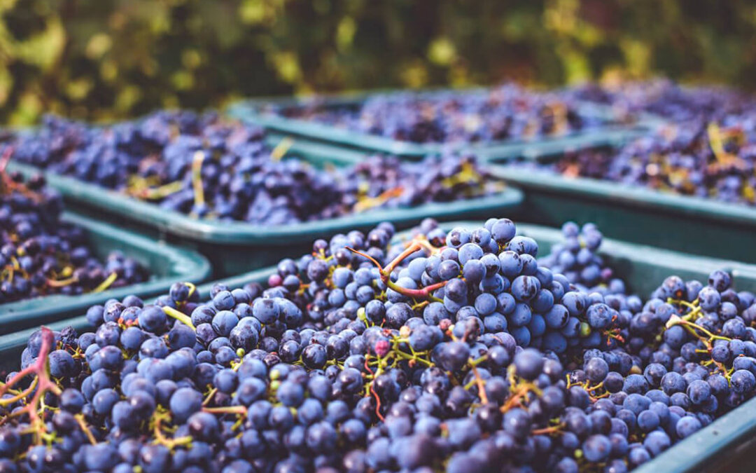 Denuncian que la subida del precio de la uva de vino en la lonja extremeña sigue siendo insuficiente