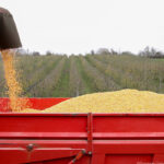 Lo precios mayoristas de los cereales sigue al alza pero se han moderado sensiblemente las cotizaciones