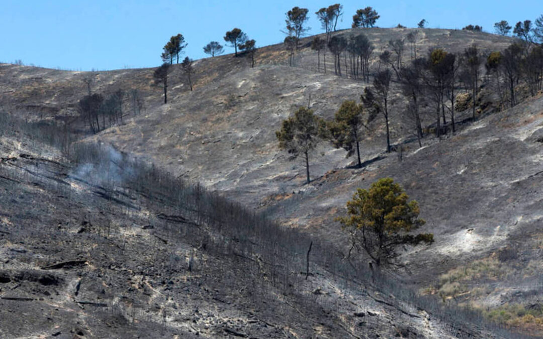 ENTREVISTA: Jordi Vendrell (Fundación Pau Costa): «Repoblar la España Vaciada reduciría los grandes fuegos forestales»