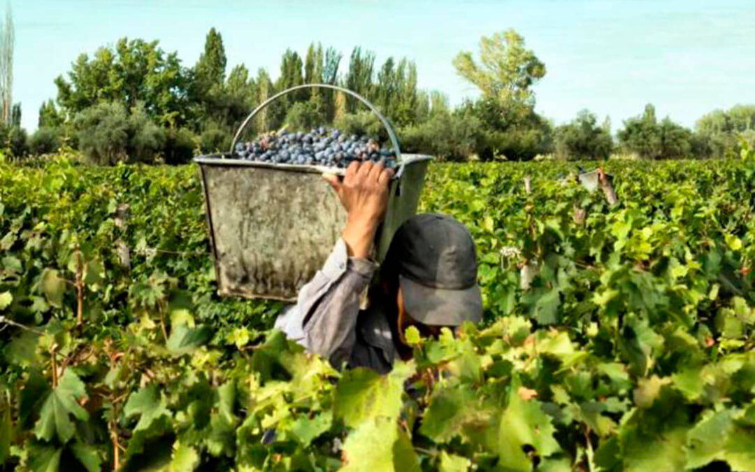 Mala previsión de la vendimia extremeña: La cosecha de uva es «la peor de los últimos 25 años» y con precios bajo coste
