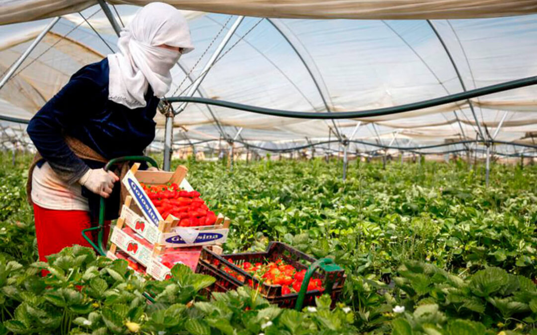El Tribunal europeo anula los acuerdos agrarios con Marruecos pero la UE ya busca alternativas para saltarse la sentencia