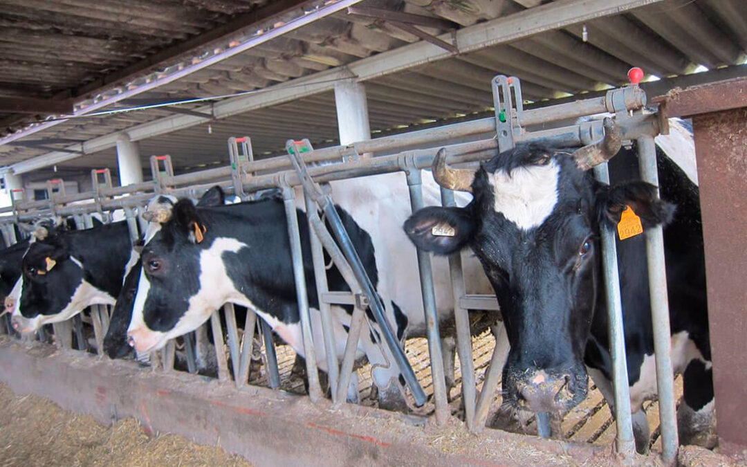 La AICA insiste en la necesidad de que el sector lácteo denuncie el incumplimiento de las condiciones con los compradores