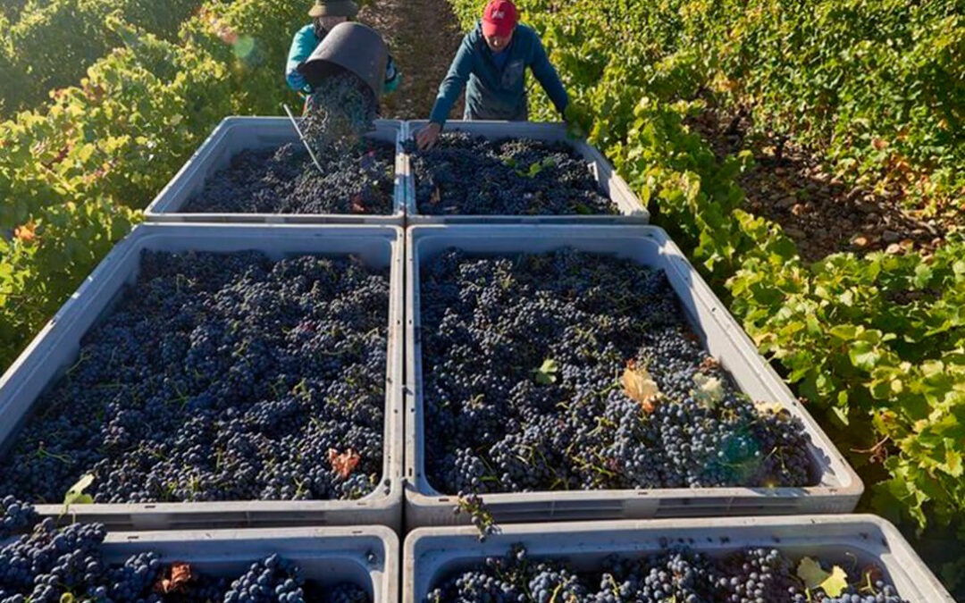 Advierten a las bodegas de La Rioja de que el precio de la uva debe mejorar en un momento de recuperación de ventas