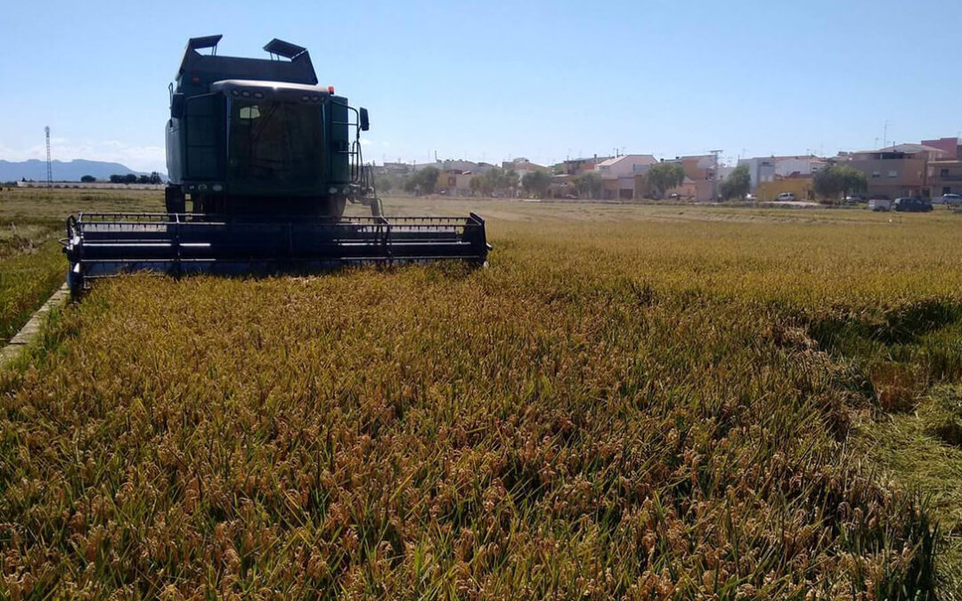 Estiman un descenso del 10% del arroz valenciano por la presencia récord de malas hierbas y los daños de la fauna salvaje