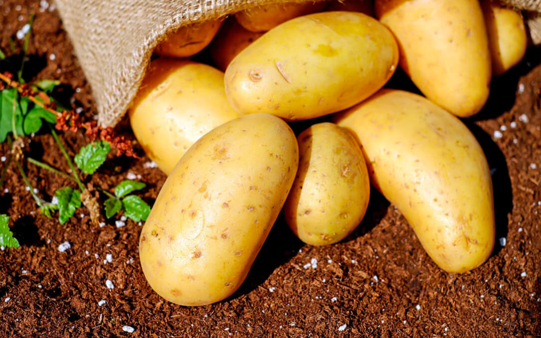 Advertencia: Si la distribución no se adapta a los condicionantes agronómicos habrá desabastecimiento de patatas en las tiendas