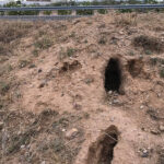 Alertan del riesgo estructural en todas las infraestructuras públicas por la plaga de conejos y reclaman un control integral y regulado