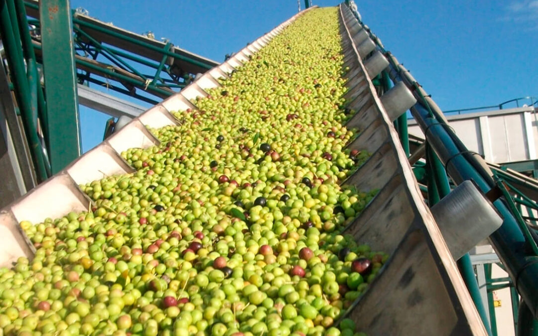 El aforo del aceite de oliva previsto por la Junta andaluza será de 1.055.300 toneladas, un 5,5% menos que la pasada campaña