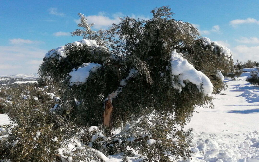 Reclaman mejoras urgentes en el seguro para el frío del olivo después de los fallos detectados tras el temporal Filomena