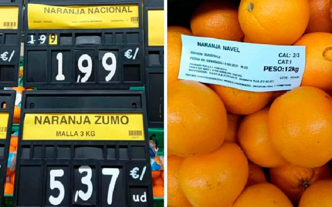 Sentencia de muerte a las clementinas valencianas: La Gran Distribución «no compra ni una nacional mientras haya de Sudafrica»