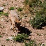 La protección del lobo se frena ante la petición de medidas cautelares para suspender la orden por parte de varias CCAA