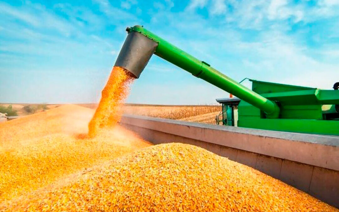 Lo que la PAC puede romper: Se esperan los mejores resultados del maíz en León, con 235 millones de facturación