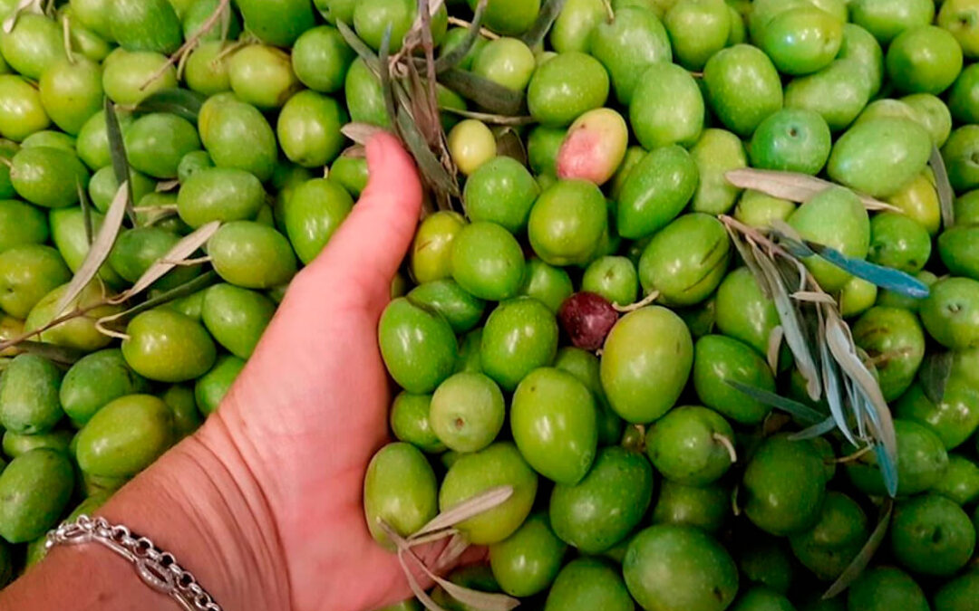 El Grupo Manzanilla Olive se convertirá en la mayor cooperativa de aceituna de mesa de Andalucía