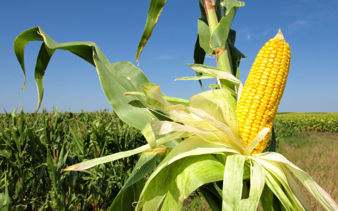 Los productores de maíz de León también se concentrarán ante el Ministerio en contra del Plan Estratégico de la PAC