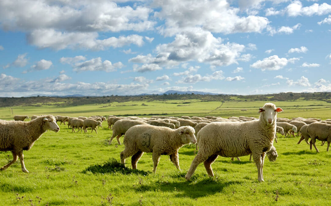 El ovino se juega su futuro con la PAC: Piden que las ayudas vayan “prioritariamente” a las explotaciones familiares y profesionales