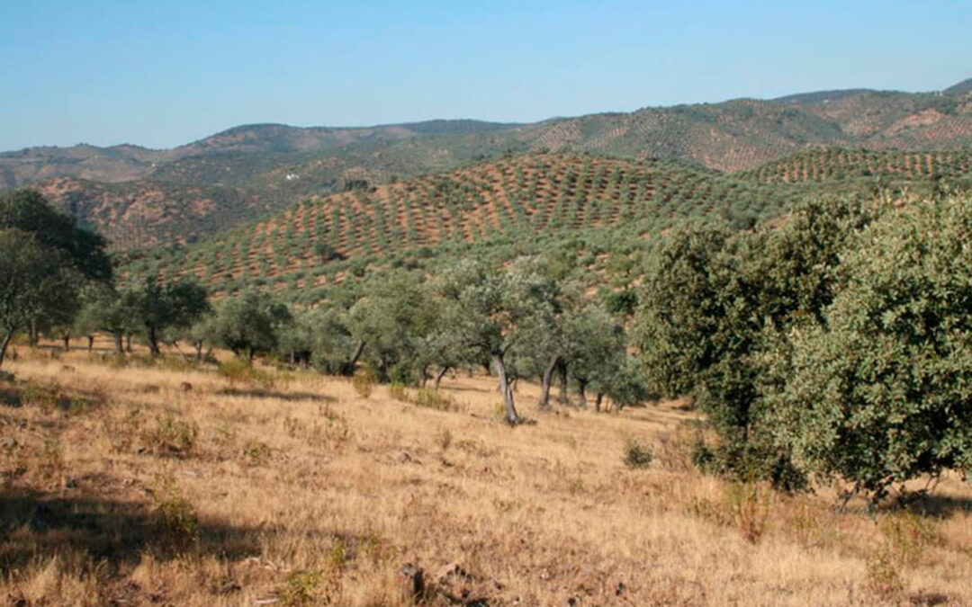 Planas confirma que habrá un programa sectorial para el olivar tradicional en la nueva PAC con 30 millones anuales