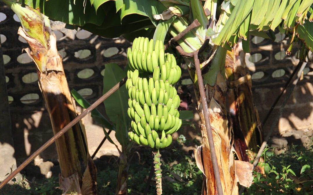 Un caso concreto que crea un precedente: El plátano canario se podrá vender a pérdidas si en global del año se cubren costes