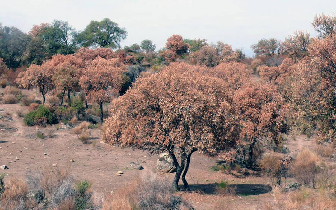 Importantes resultados en el estudio para combatir la seca en parcelas de alcornoque de la provincia de Cádiz