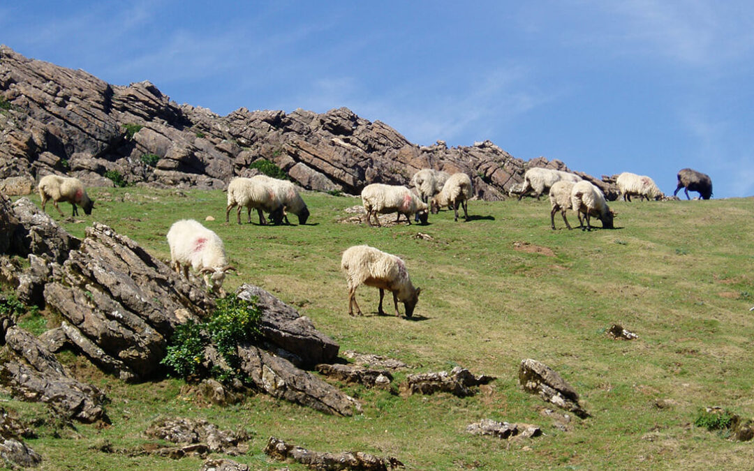 La 5ª edición de ‘Territorios Pastoreados’ aborda en Navarra los retos de la ganadería extensiva