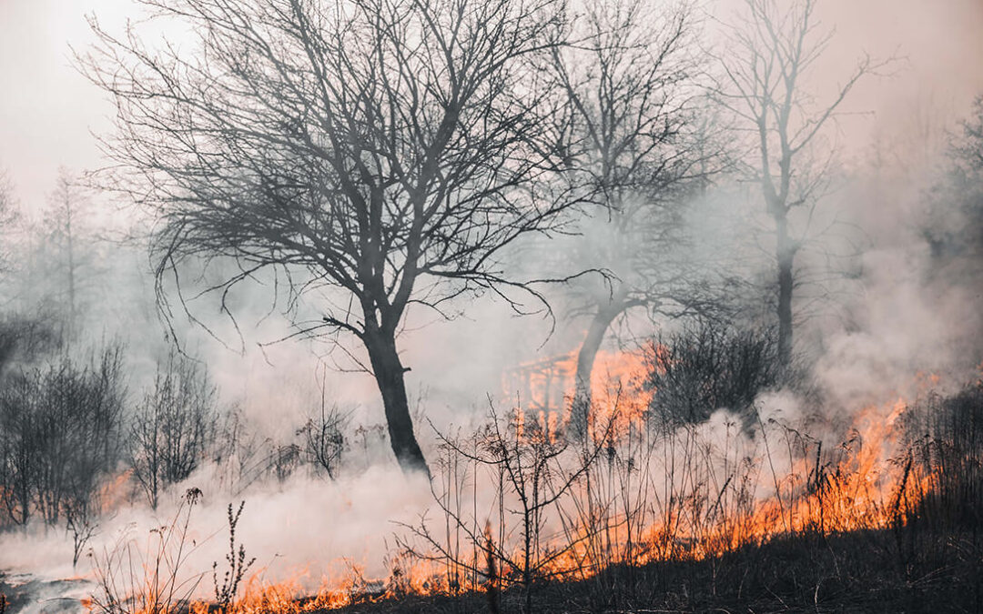 La UGR lidera una propuesta internacional para lidiar con el aumento de la intensidad y frecuencia de los incendios forestales