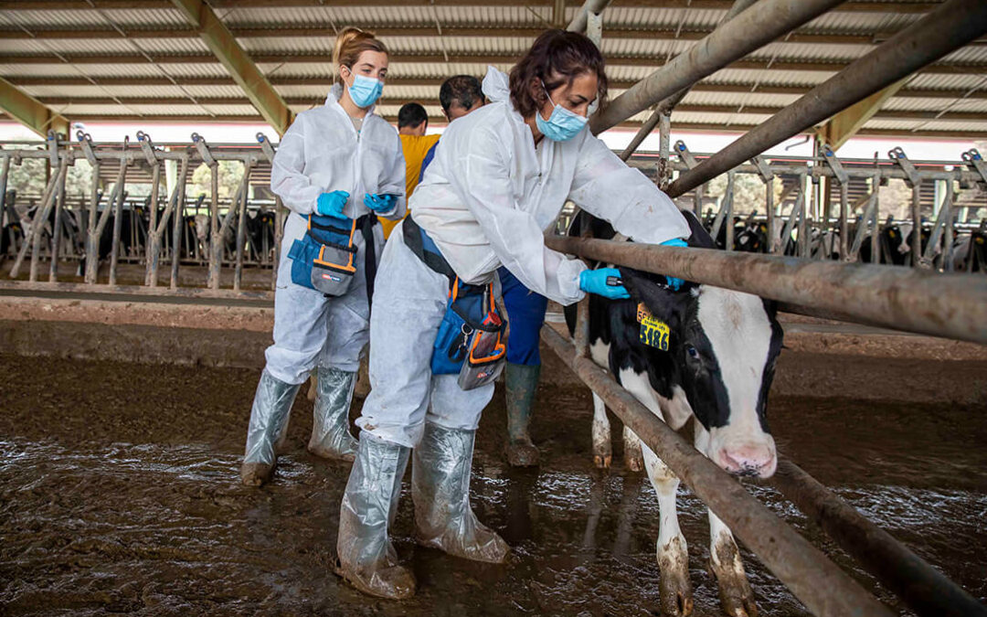 Campaña de control y de saneamiento contra la tuberculosis bovina de Vaersa en cerca de 2.816 vacas lecheras