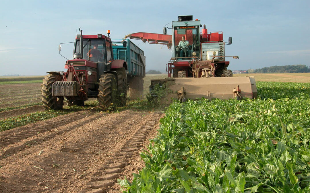 Dura respuesta al ministro Garzón por su ataque al sector azucarero-remolachero: «Deje la moqueta y pise el medio rural»