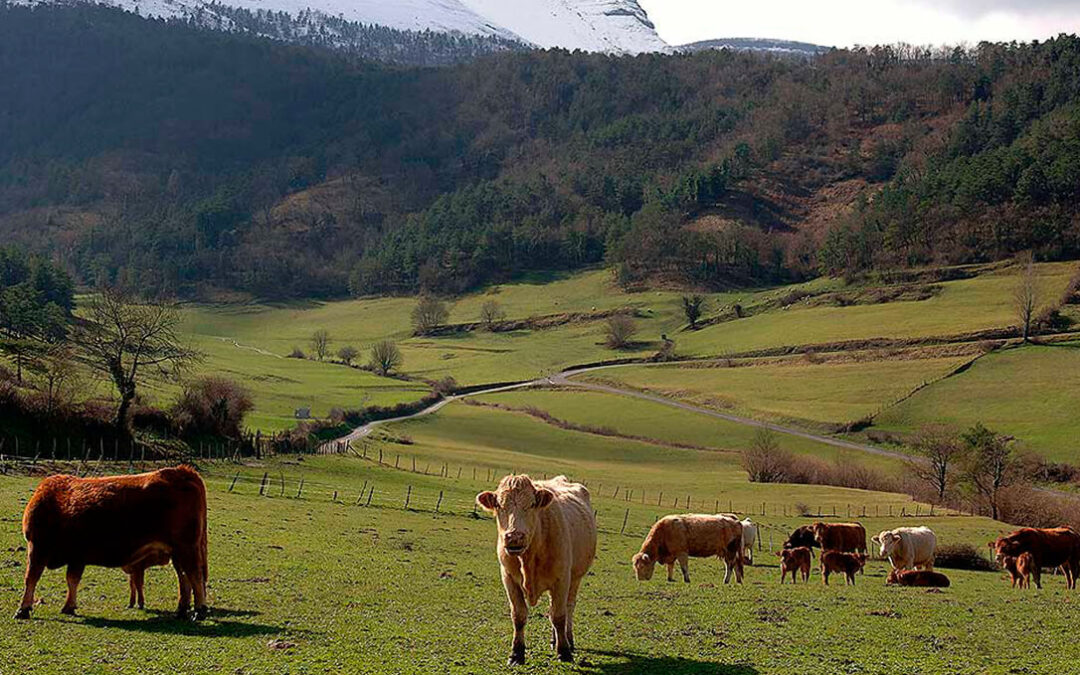 El Gobierno vasco destina 12 millones a paliar los efectos de la covid en la comercialización de los productos ganaderos