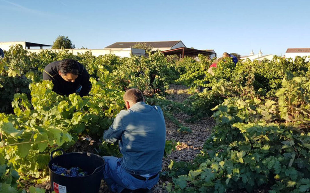 Las DO de Rueda, Cigales y Ribera recogen 209 millones de kilos de uva con una «calidad excelente»