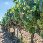 La mayoría del sector productor de la DOCa Rioja respalda no plantar viña hasta recuperar su rentabilidad