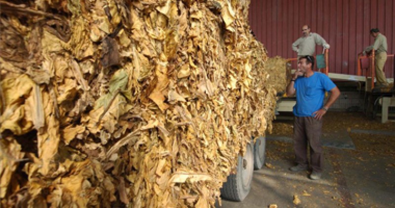 Acusan a Hacienda de «matar moscas a cañonazos»: Su decreto de Control de Tabaco Crudo arruinará a todo el sector tabaquero