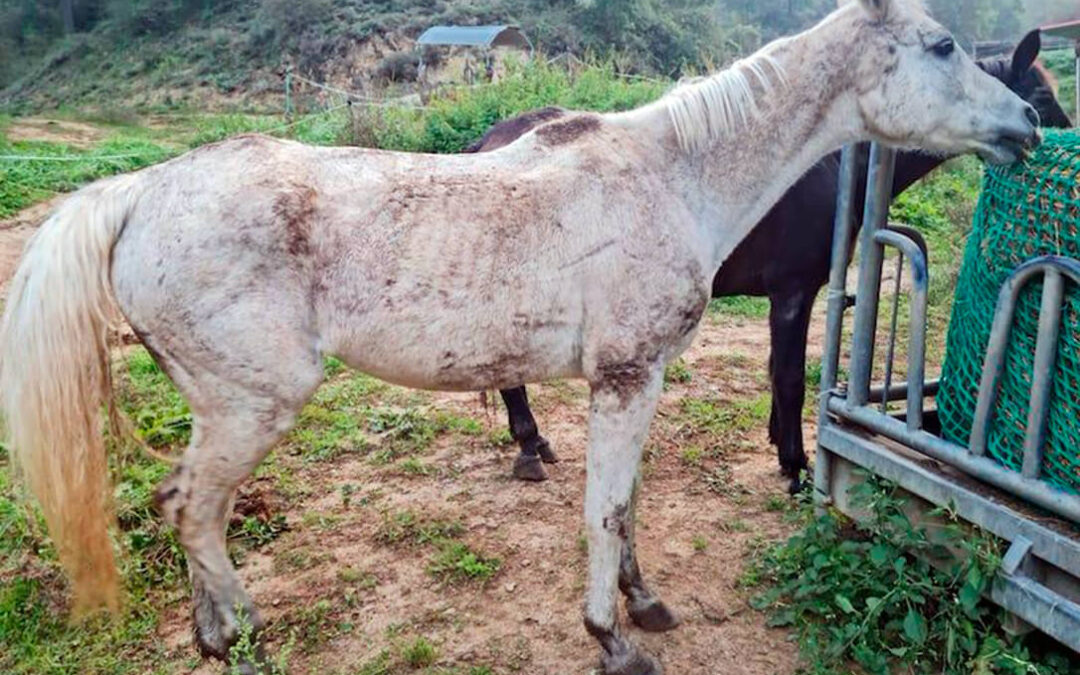 Decomisados en la comarca de Osona 22 équidos, incluyendo caballos, mulas y burros, por maltrato animal