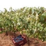 La sequía provoca la reducción del 20% de la cosecha de vino en Almería, que no alcanza el millón de litros