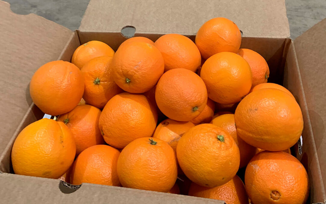 Denuncian la parálisis de compras y caída de precios a 0,15 €/kg en campo de las naranjas Navelina para el mercado europeo