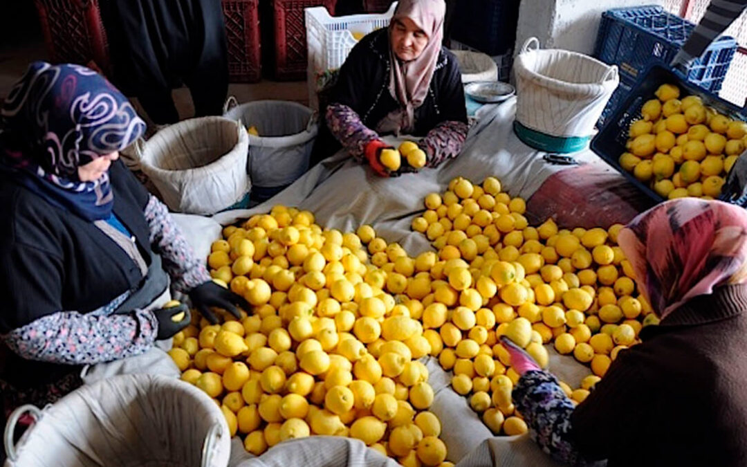 En solo dos meses ha habido 10 alertas sanitarias de limones turcos en la UE por presencia de pesticidas superando todos los récords