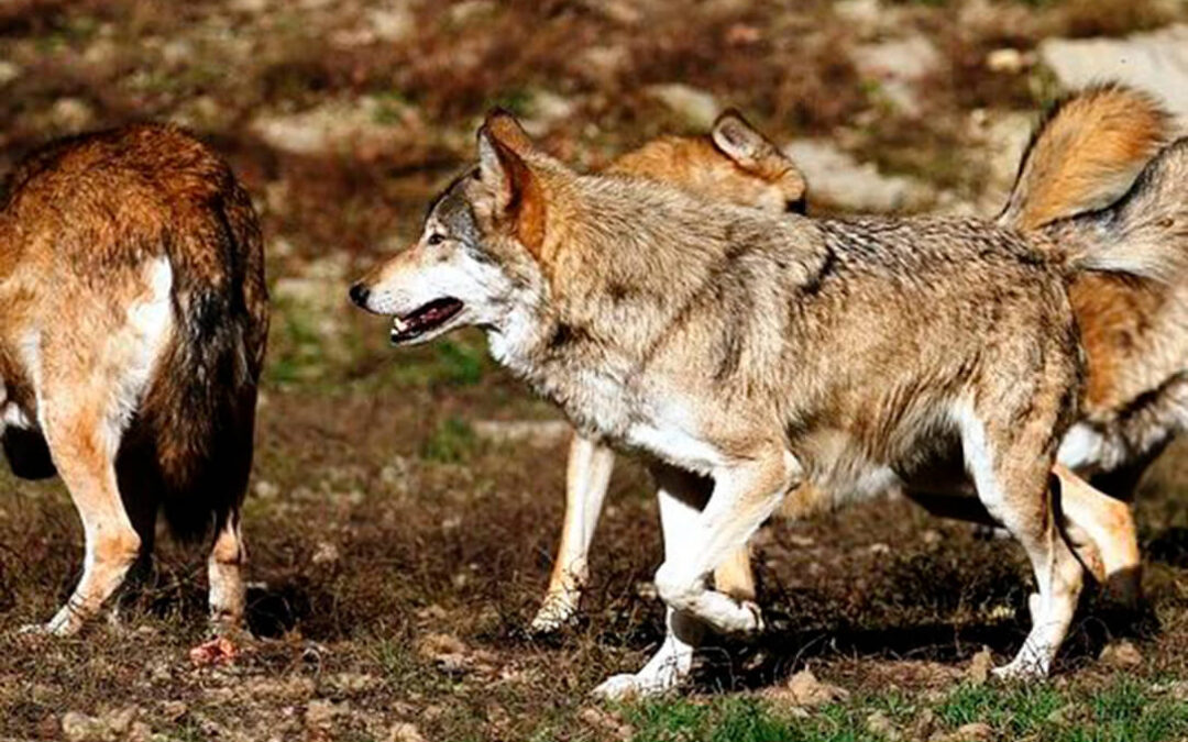 Problemática con el lobo: A la espera de que la Audiencia Nacional decida si toma medidas cautelares y frena su protección