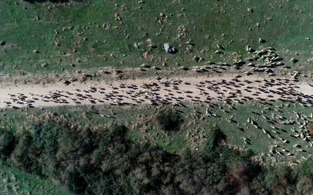 Los pastores trashumantes llegan a la Comunidad de Madrid para su 84 subasta nacional de ganado selecto y de raza pura