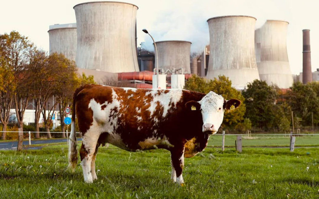 De la granja a la mesa al metano: El Parlamento Europeo propone un nuevo objetivo vinculante que lastrará al sector ganadero