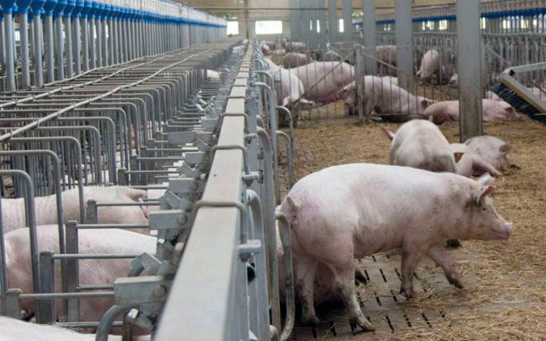 Las macrogranjas y explotaciones porcinas de intensivo recibieron más de 60 millones de la PAC mientras las extensivas van desapareciendo