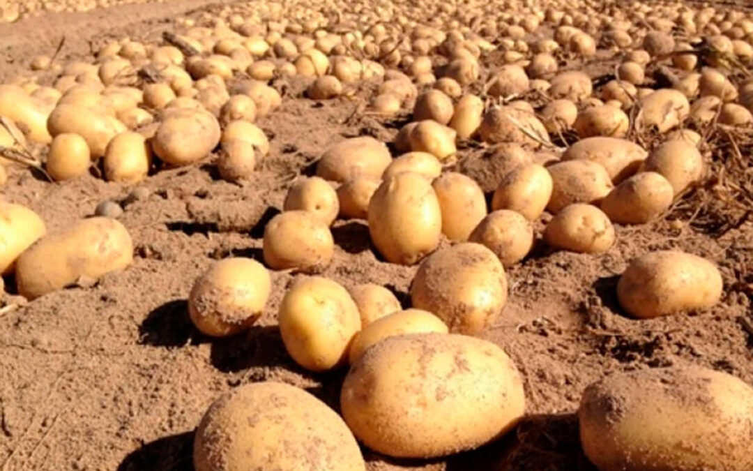 Los operadores se nieguen a recoger la cosecha de patata monalisa por sufrir un virus que no afecta al consumo