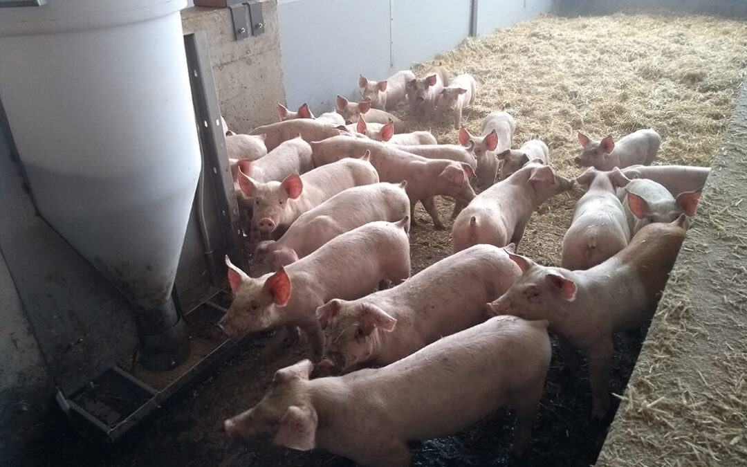 Se refuerzan las inspecciones en las explotaciones intensivas de porcino en Andalucía sobre bioseguridad, higiene, sanidad y bienestar
