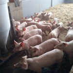 Se refuerzan las inspecciones en las explotaciones intensivas de porcino en Andalucía sobre bioseguridad, higiene, sanidad y bienestar