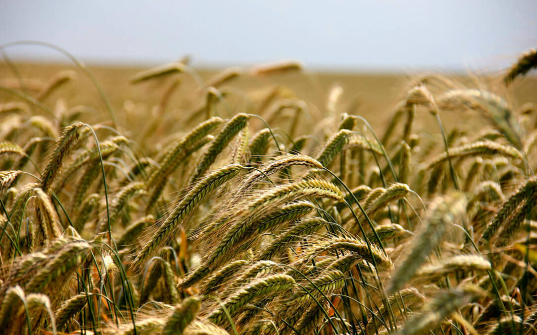 Los precios de los cereales siguen sin freno con incrementos en la cotización de hasta 12€ en el trigo duro o 10 en el blando