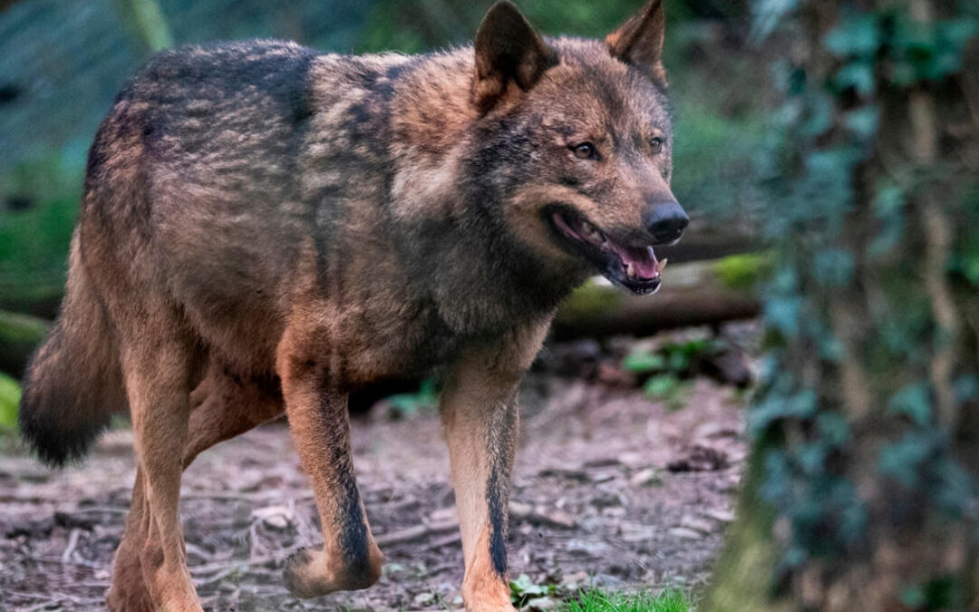 Polémica del lobo: Ribera insiste en la coexistencia y se ampara en un presupuesto de veinte millones para indemnizaciones y medidas preventivas