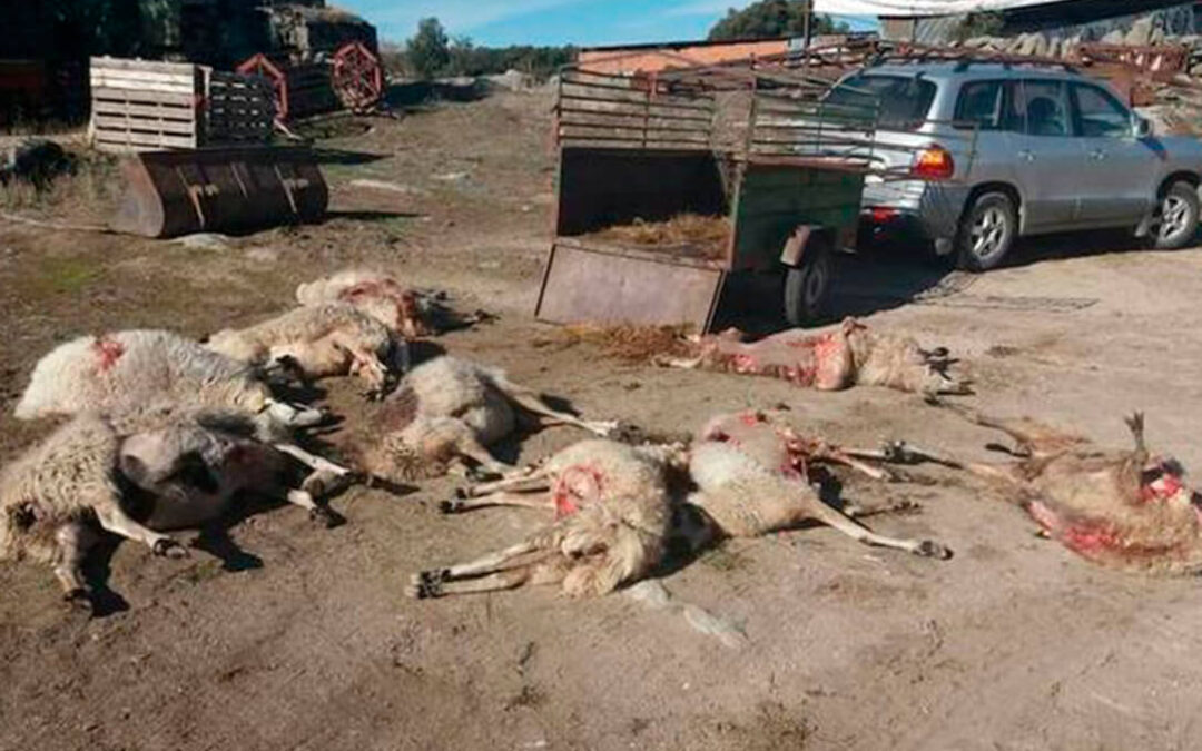 El lobo machaca a los ganaderos desde que Ribera prohibió su caza: En dos meses, 90 reses muertas al norte del Duero