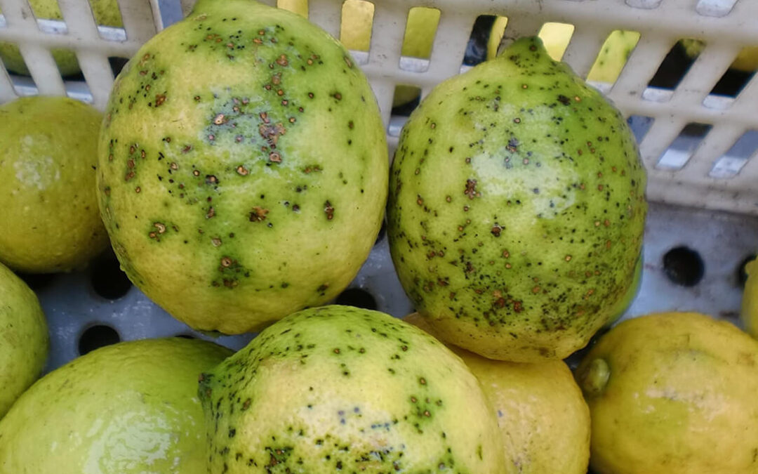 Ailimpo exige a la CE endurecer los requisitos para los limones de Sudafrica, tras detectar 10 lotes infectados con Mancha Negra